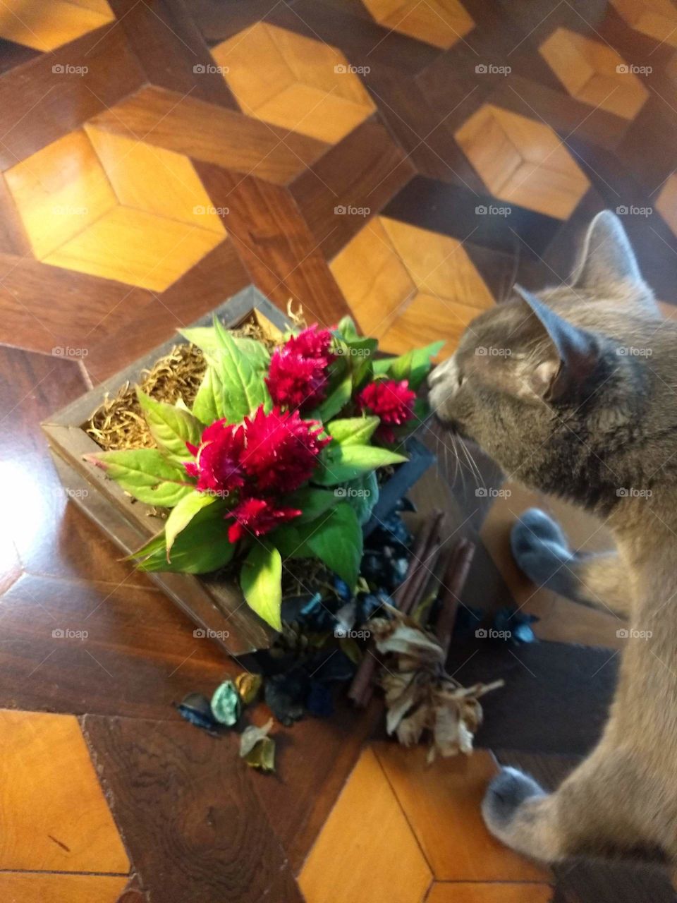 cat smelling a flower