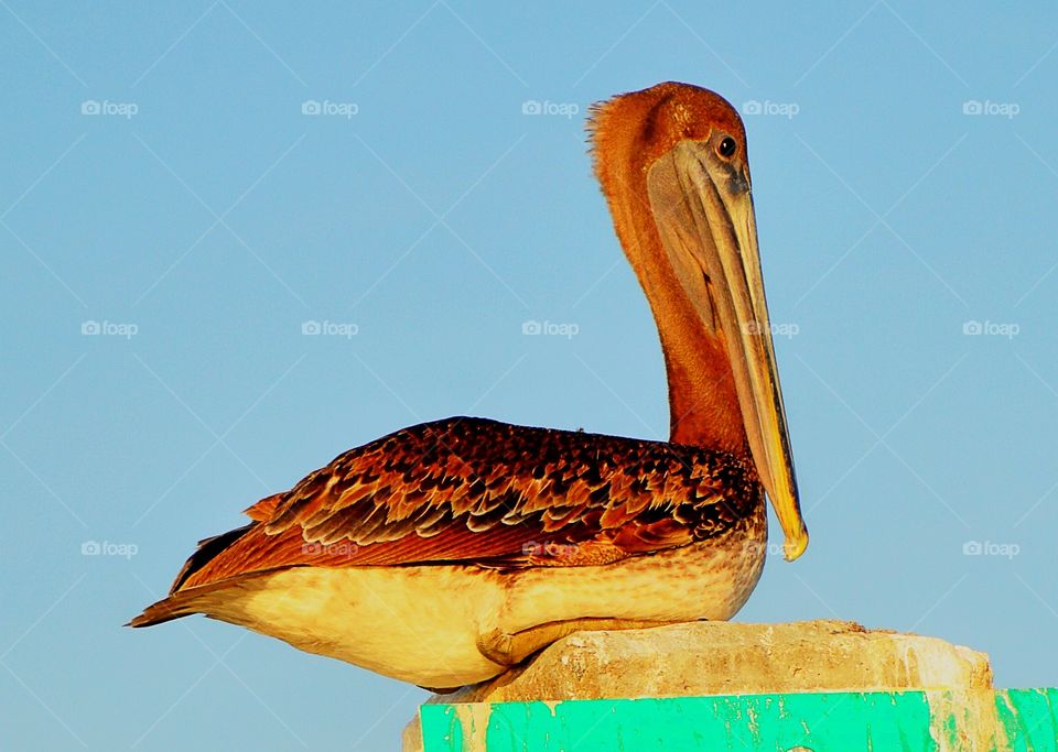 Brown pelican on wooden post