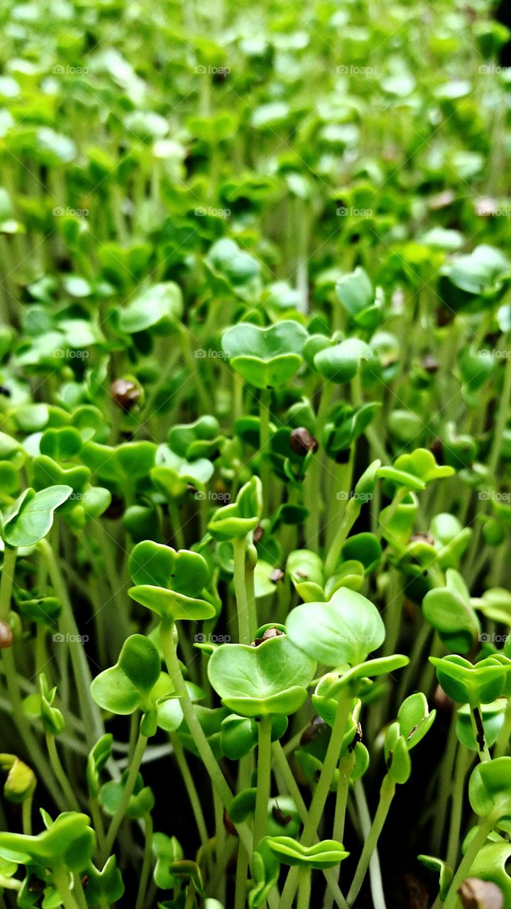 microgreen 4