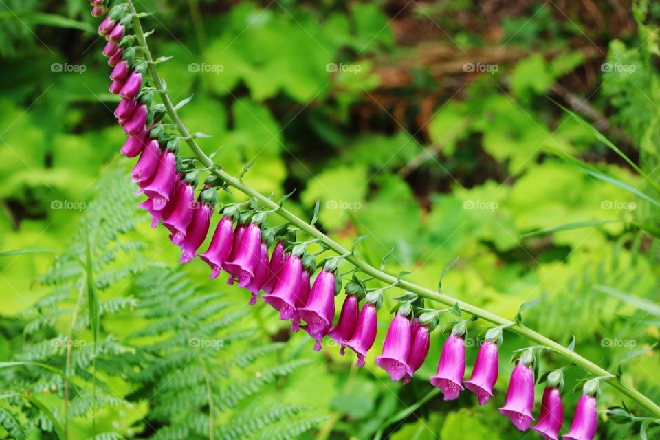 Summertime and nature is blooming 