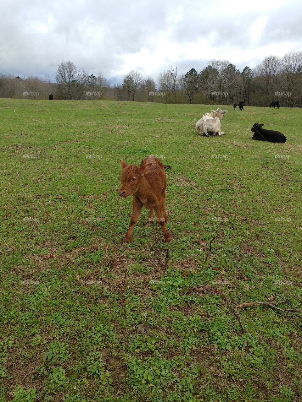 A day old brown calf with mother nearby that is unsure about the camera. He can't decide whether to run back to mom or investigate.