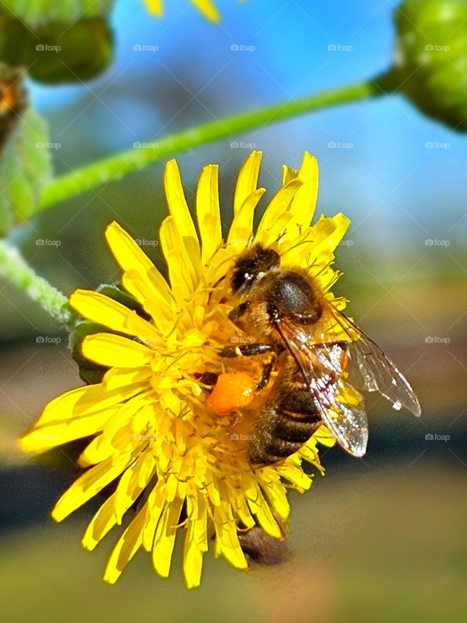 "Sweet busy bee." The worker bee kisses the flowers for nectar and pollen then carries the pollen on his hind legs to the hive. Sweet honey will be produced after that. Honey to sweeten your day.