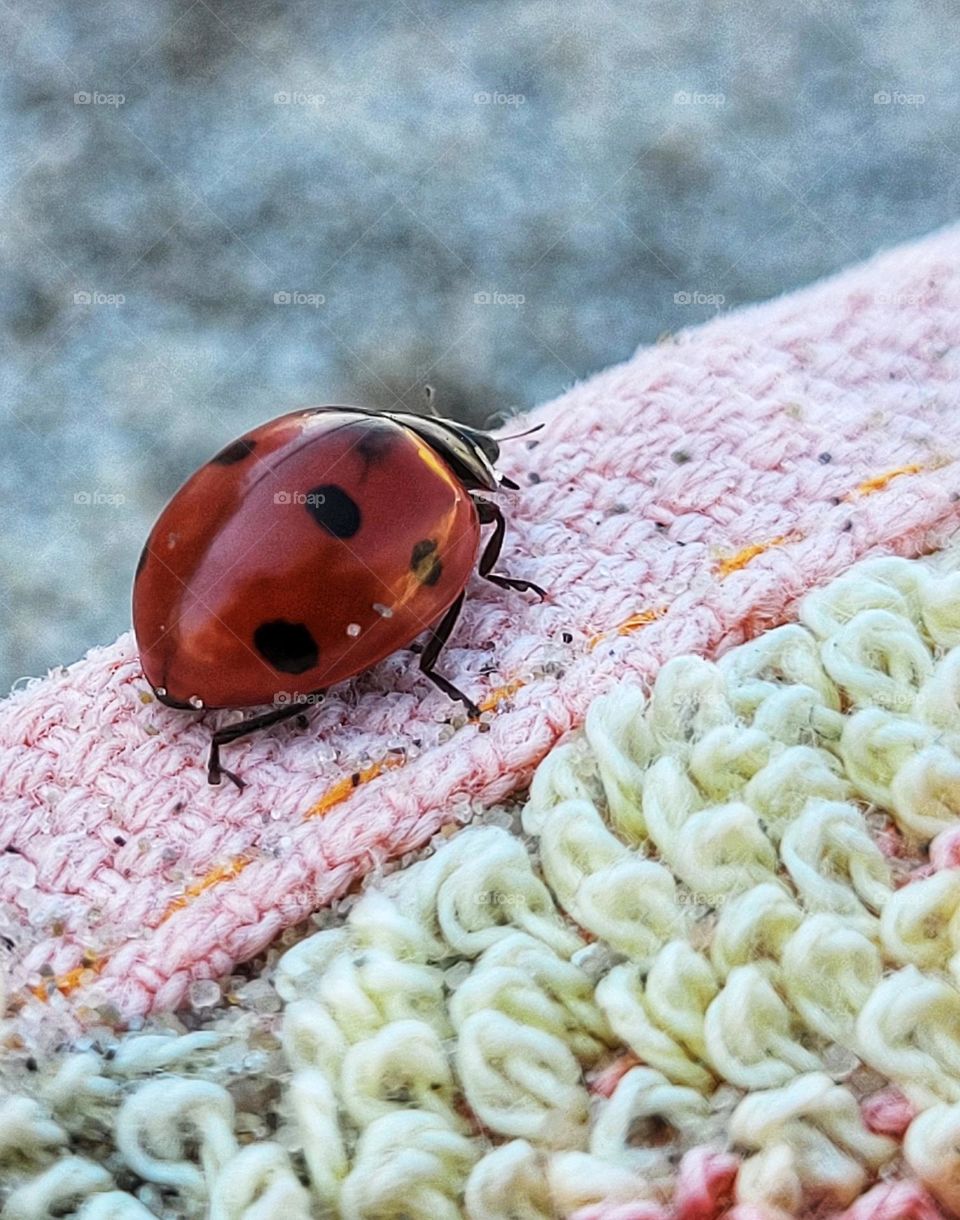 Insect on the beach