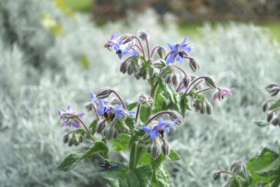 Flowers called Borage in the garden.