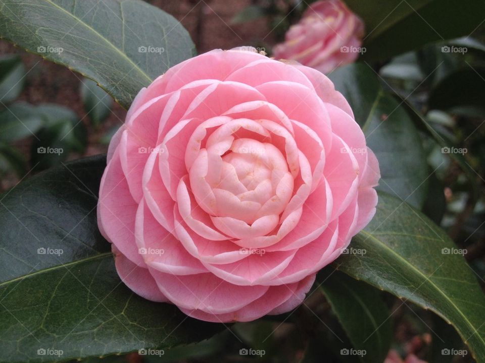 Camellia in bloom