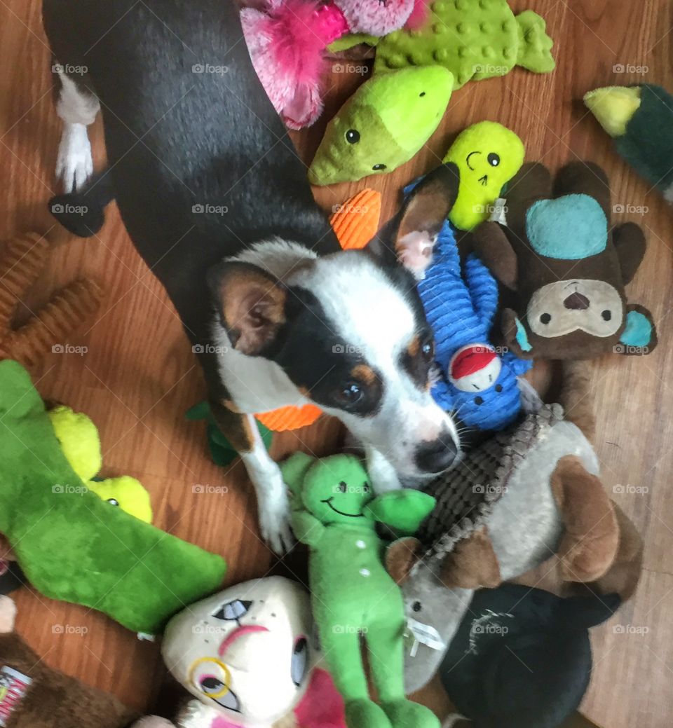 Dog and toys