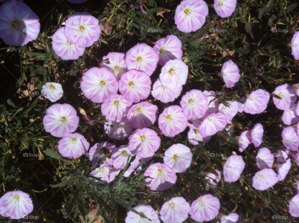 Lavender Wildflowers