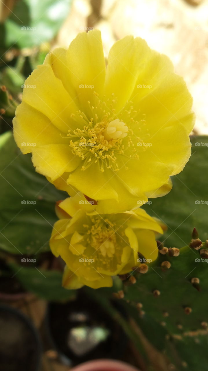 yellow Cactus flower