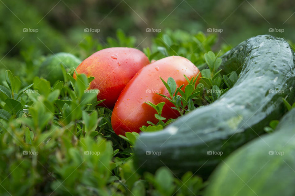 Tomato an cucumber 