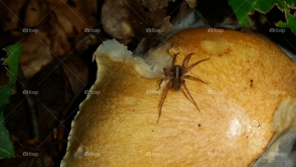 spider on the mushroom