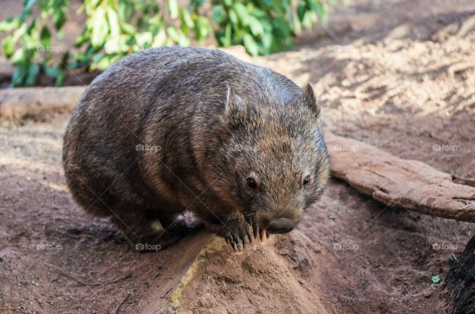 Close-up of wombat on field