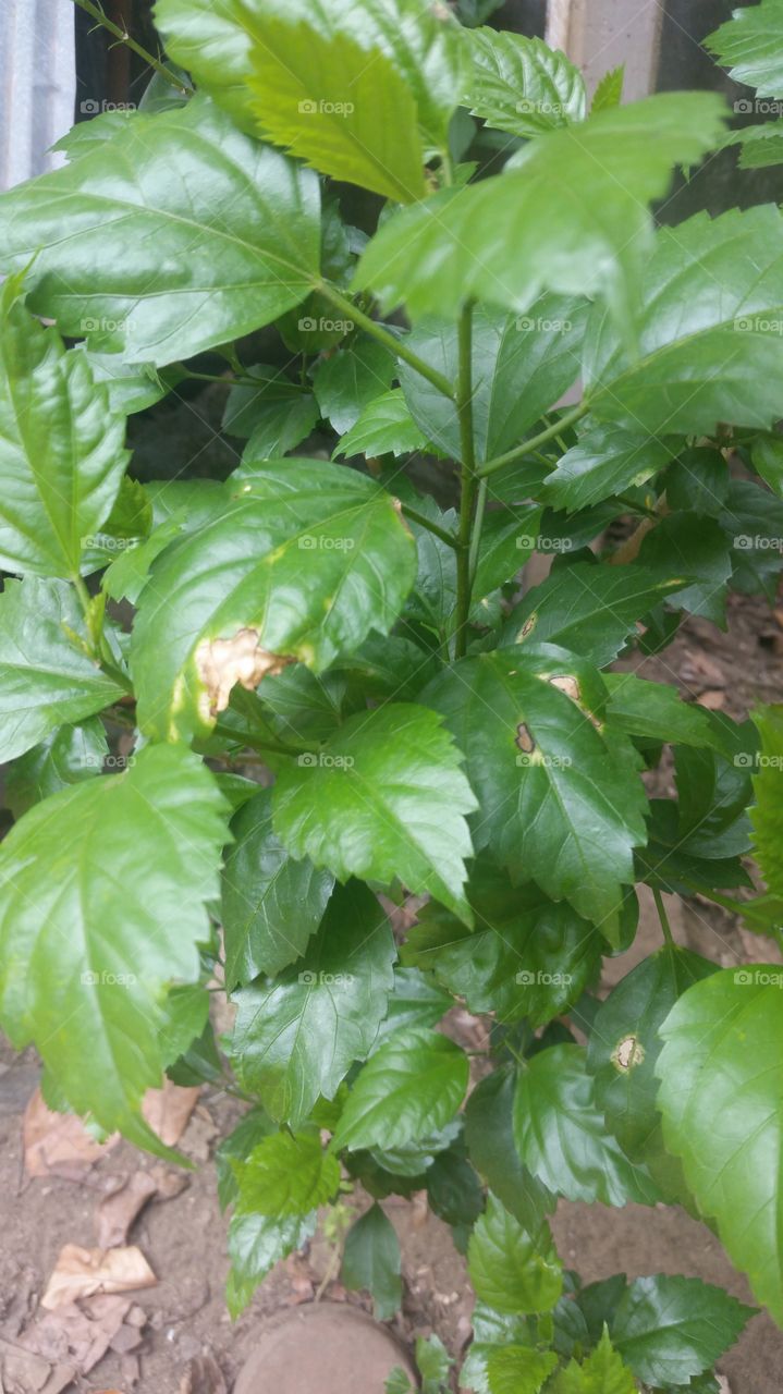 sembaruthi flower tree