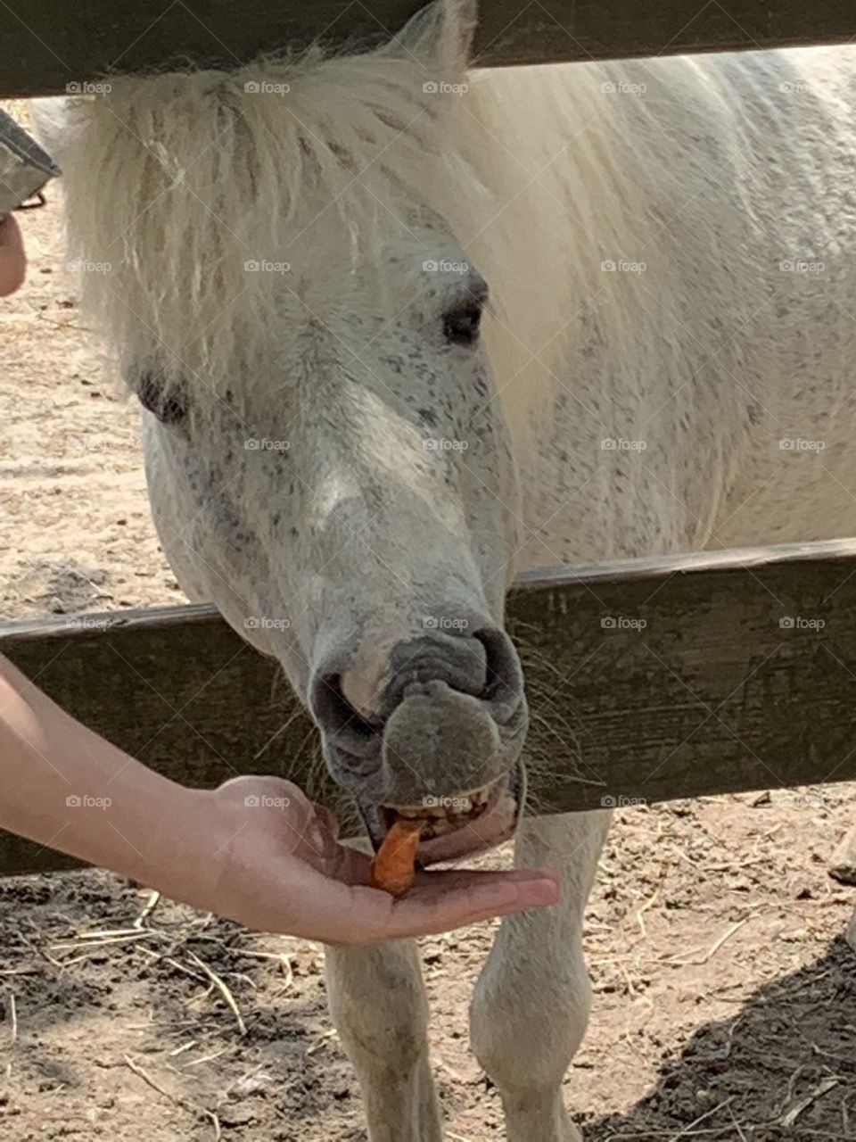 Feeding the miniature horse
