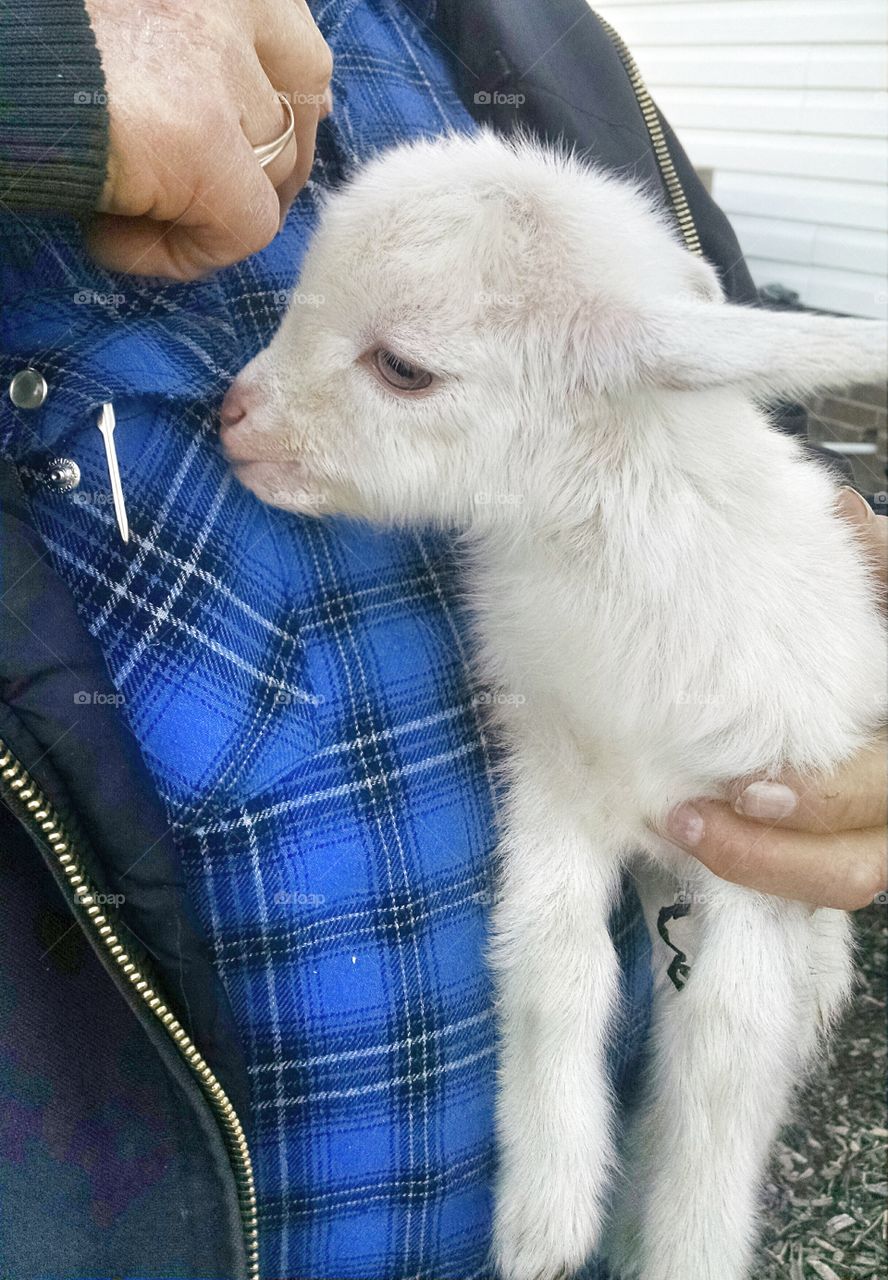baby goat love