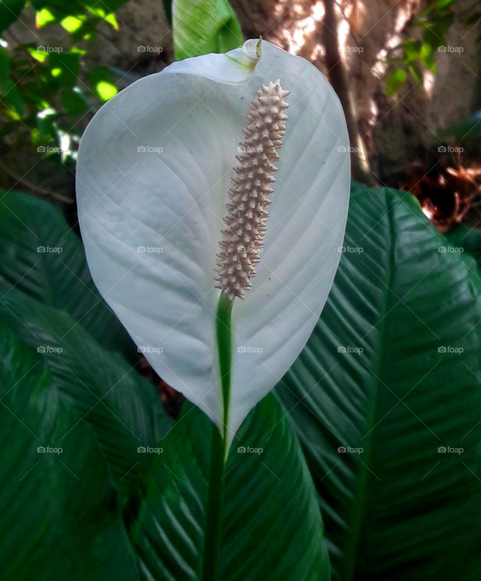 Flower. Tropical garden.