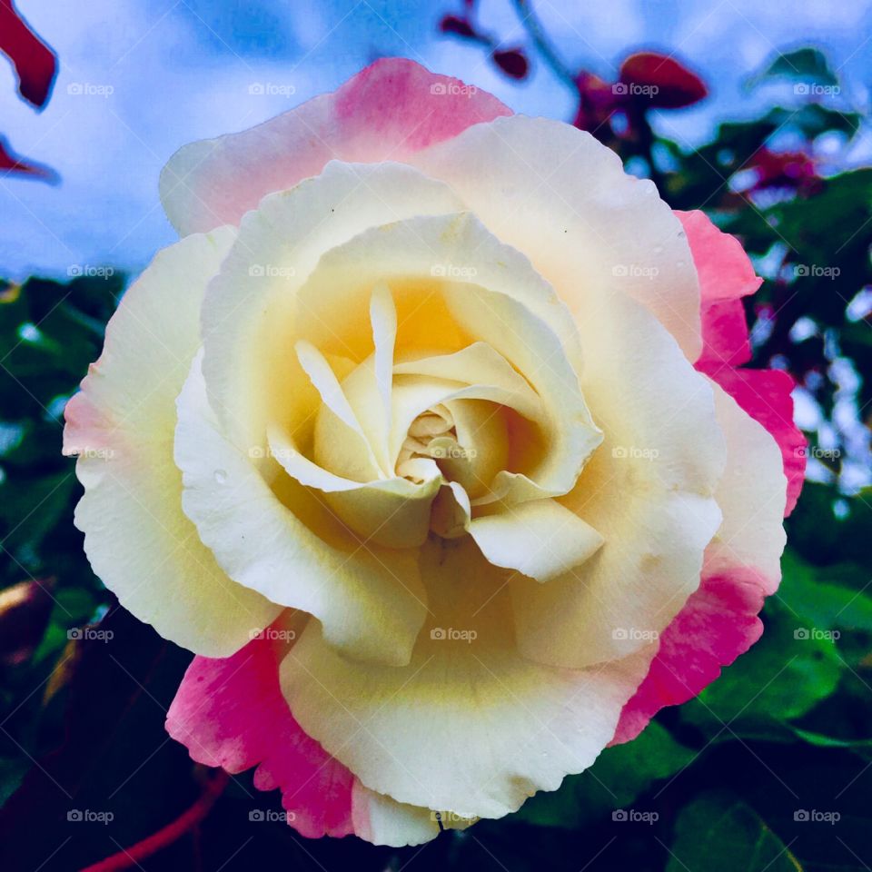 🌺Fim de #cooper - suado, cansado e feliz, alongando e curtindo a beleza das #roseiras do nosso #jardim.
🏁
#corrida #treino #flor #flores #flowers #pétalas #jardim #jardinagem #garden #flora #run #running #esporte #alongamento