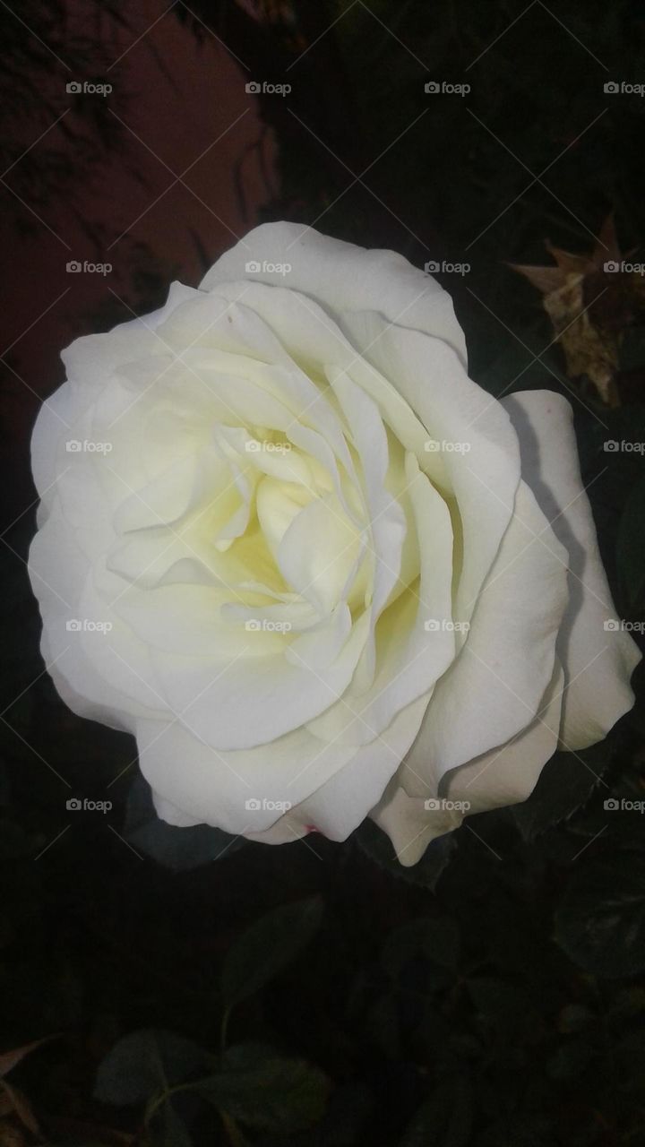 White rose