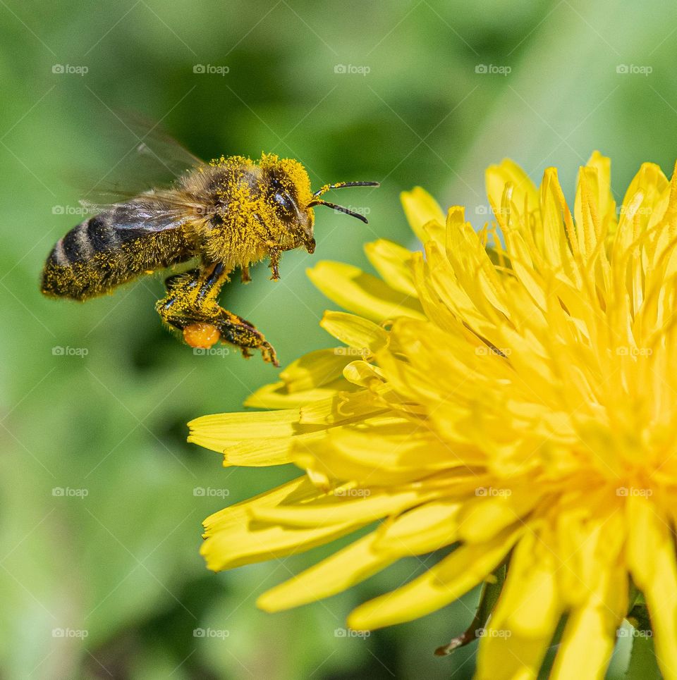 A bee on a yellow flower in the grass