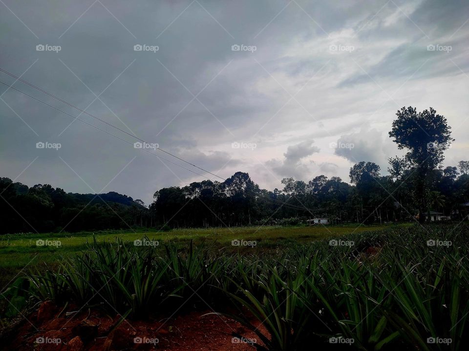 pineapple cultivation