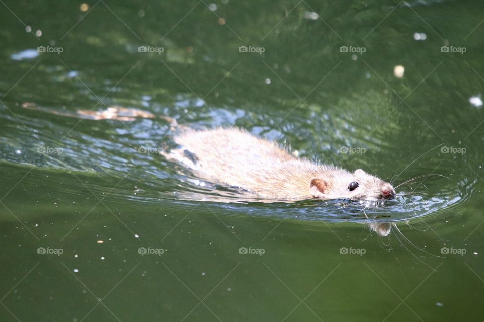 Swiming rat