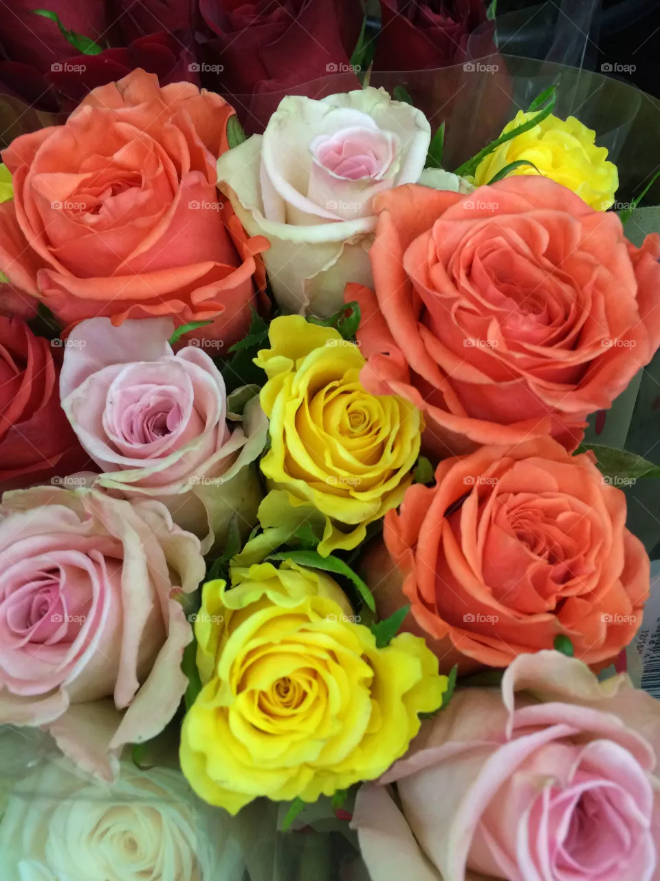 Roses 