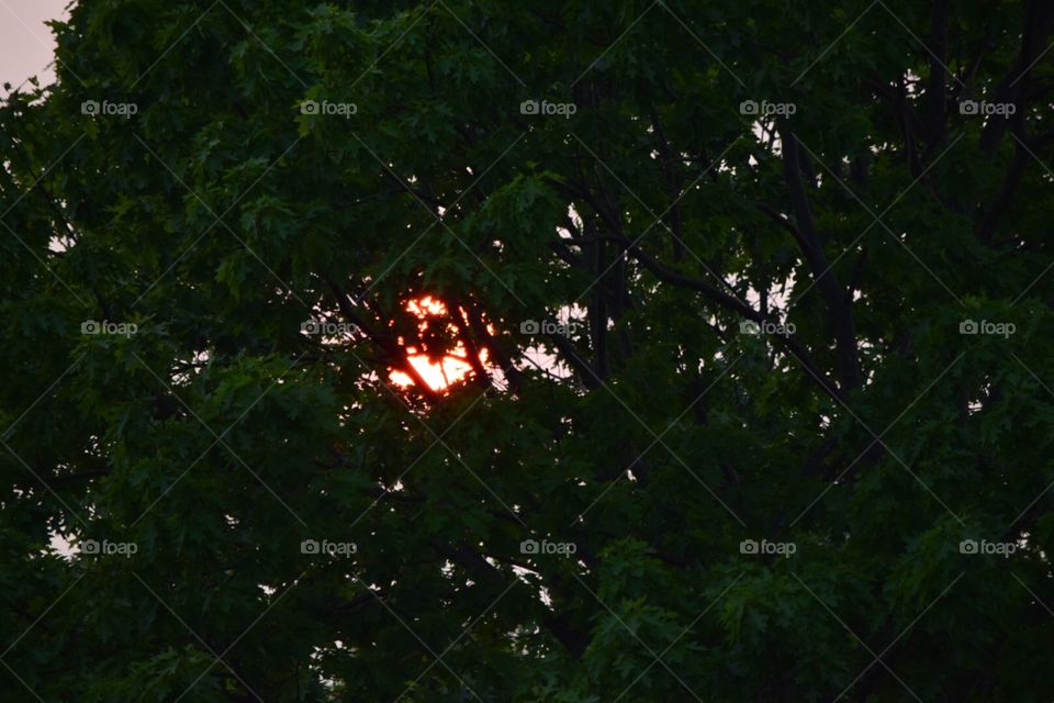 Sunset and Trees. Cedar, MI