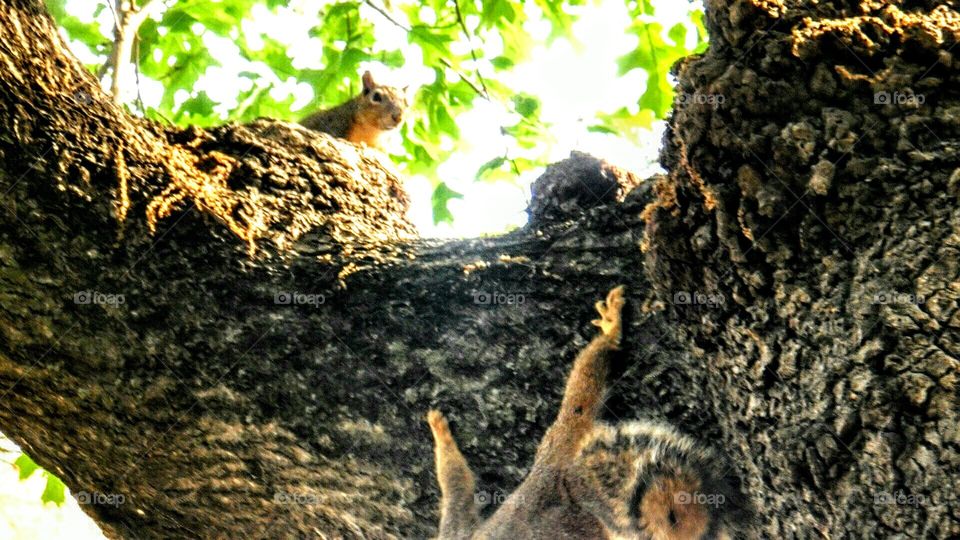 Squirrels