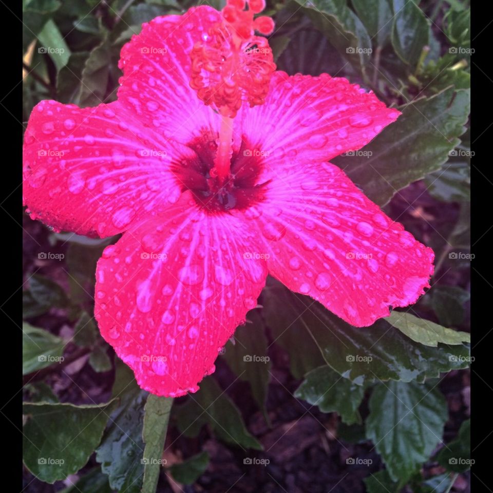 Hibiscus rain