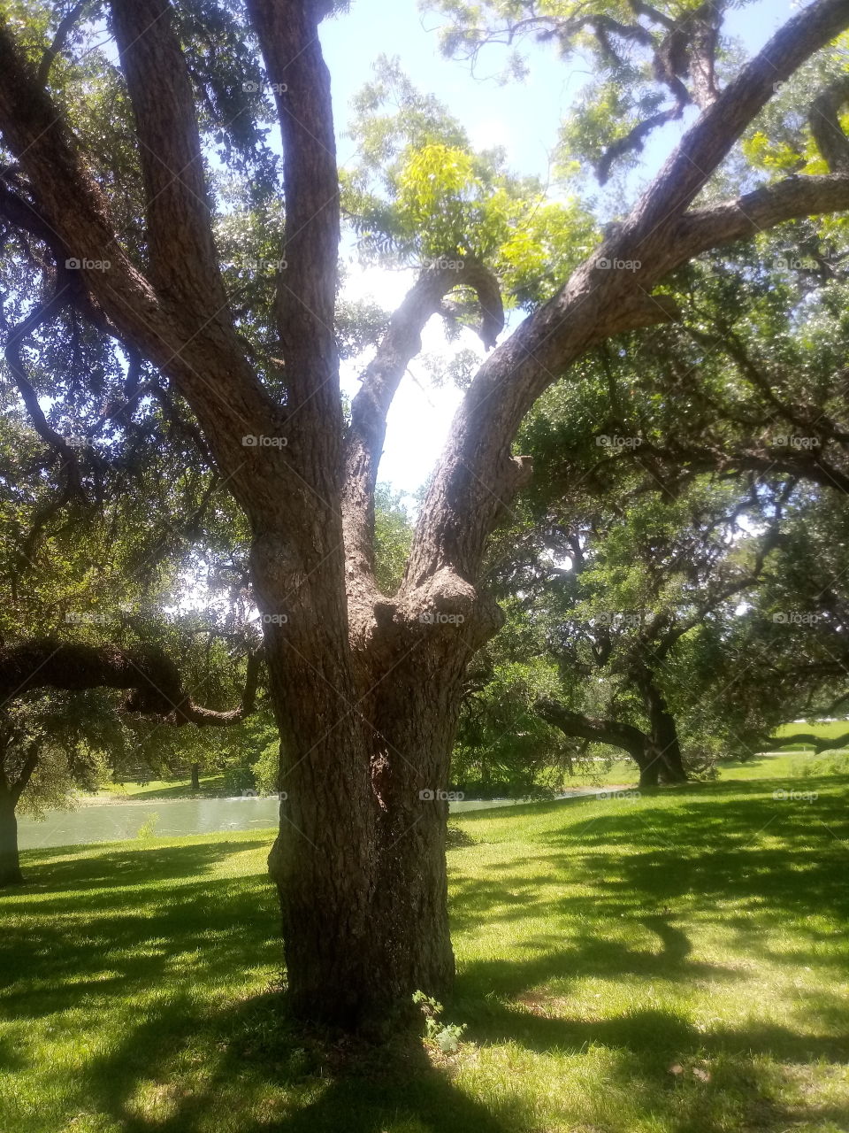 liveoak tree
