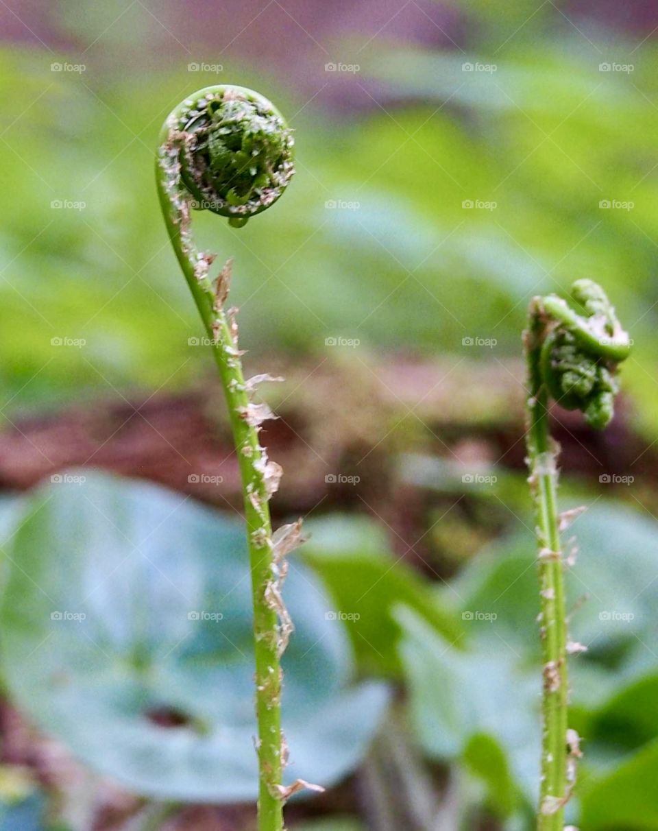 the fern is spreading - miracles begin