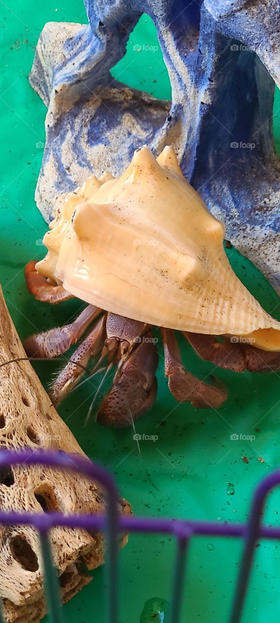 hermit crab in shell