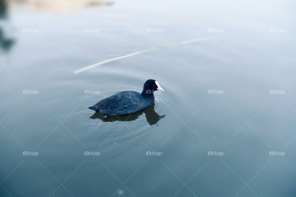 Eurasian coot on the water.
