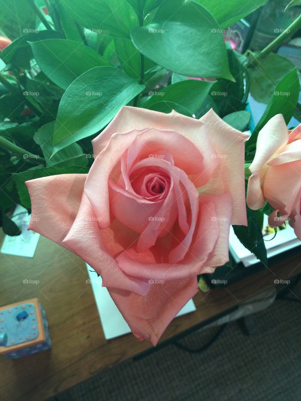 Roses are pink, I love you, I'm sending you a rose, what do you think?