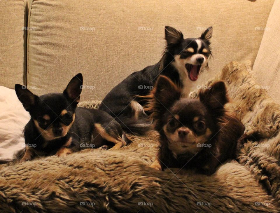 Chihuahuas in the dogs 