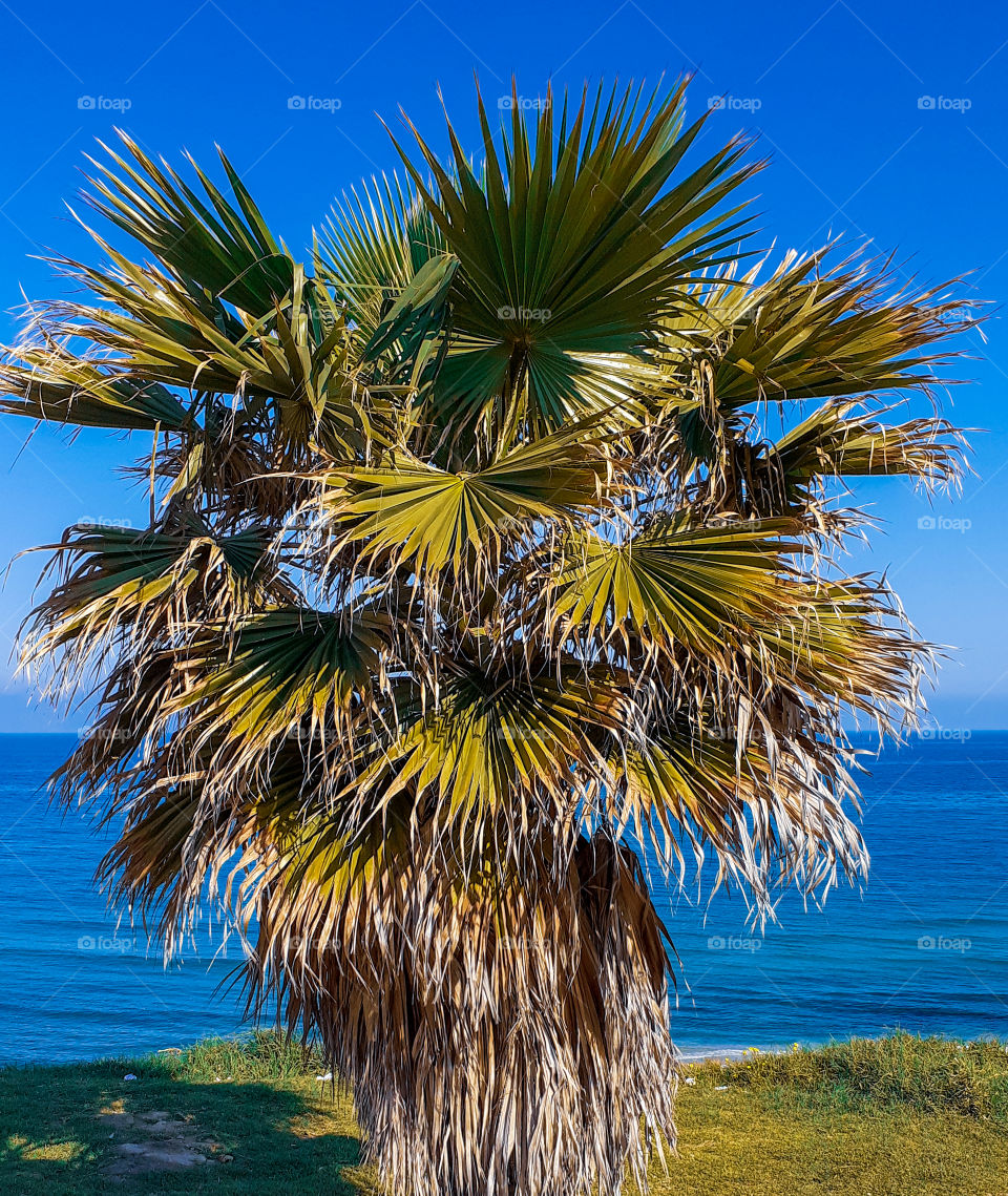 palm tree throw a sea