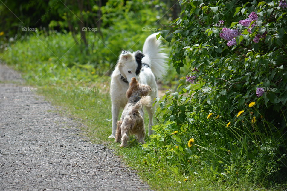 Nature, Grass, No Person, Outdoors, Summer