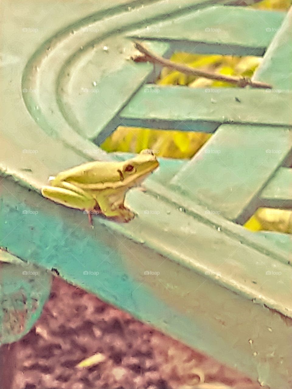frog sitting on a chair
