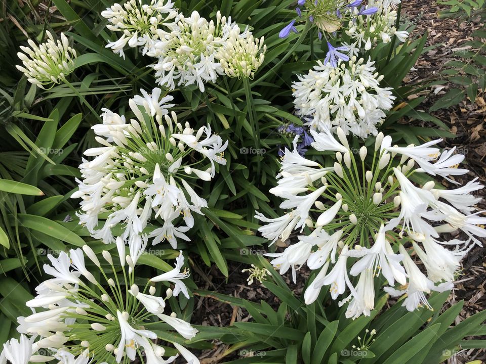 The same type of variety of flower only white but equally enjoyable and a pleasure to add to my collection.