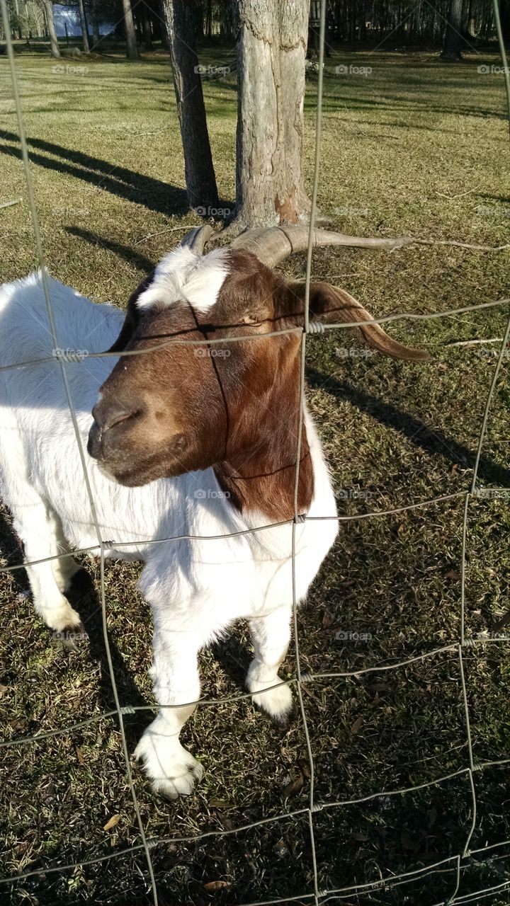 Goat Close-Up