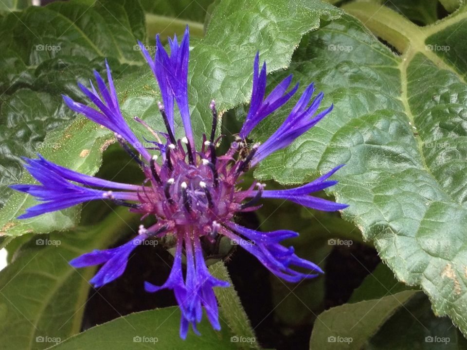 Cornflower