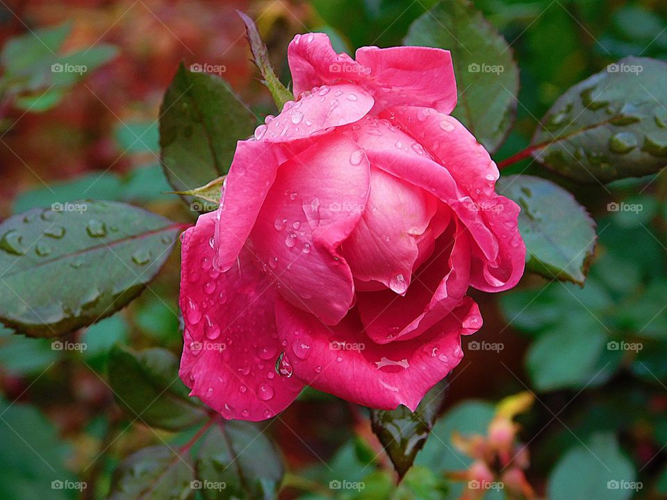 This is spring - a rose is a rose - beautiful pinkish rose glistening after a morning rain