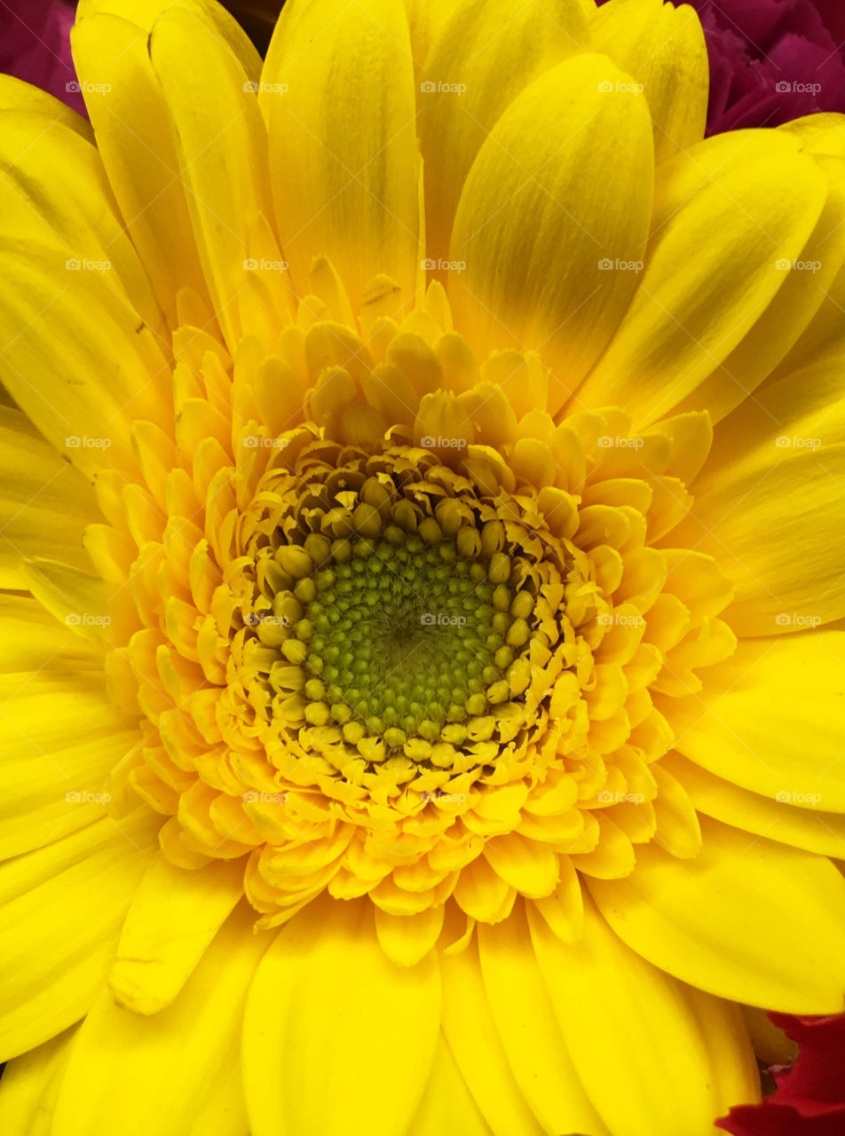 Close-up of yellow gerbera flower