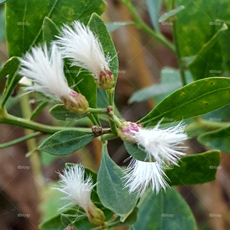 feathery flower from a tree