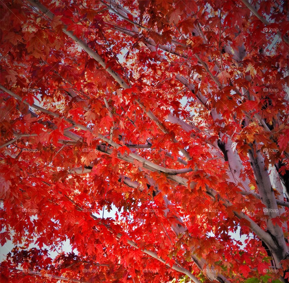Birch in the Fall