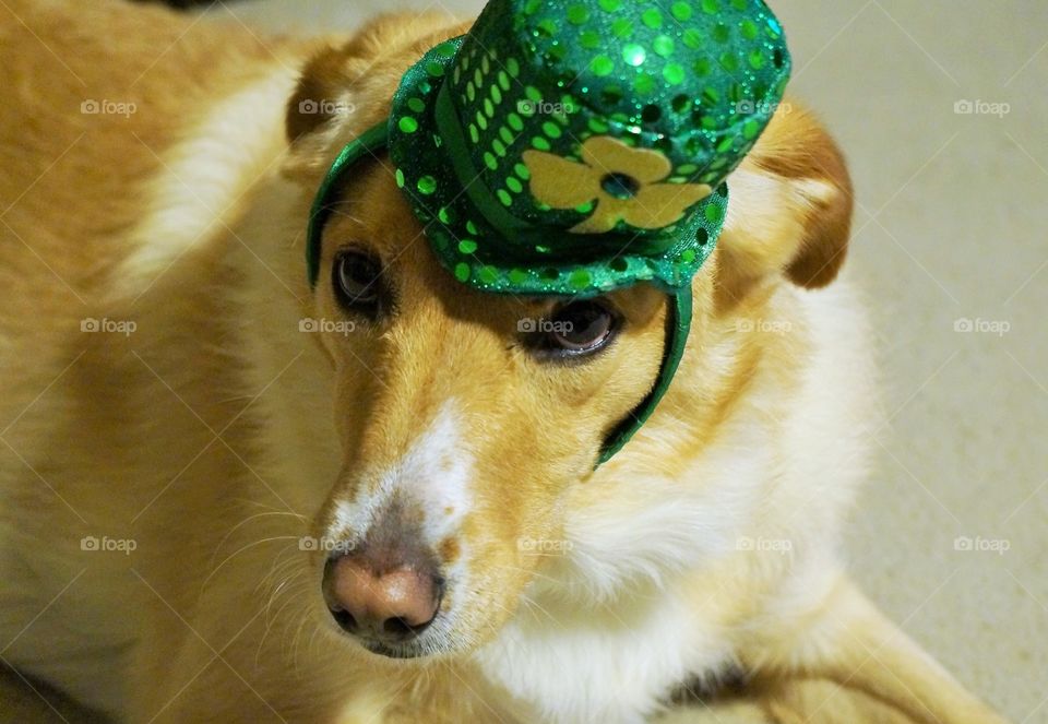 Dog wearing hat