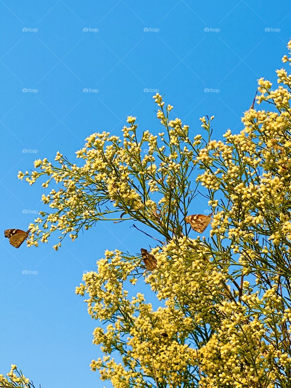 Butterfly Tree