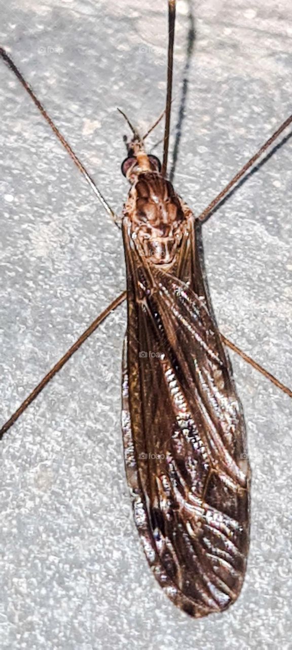 Insect: Tipulomorpha (the tipulomorphs) are an infraorder of nematoceran dipterans, which includes the extensive group of tipules (giant mosquitoes) and several related families.