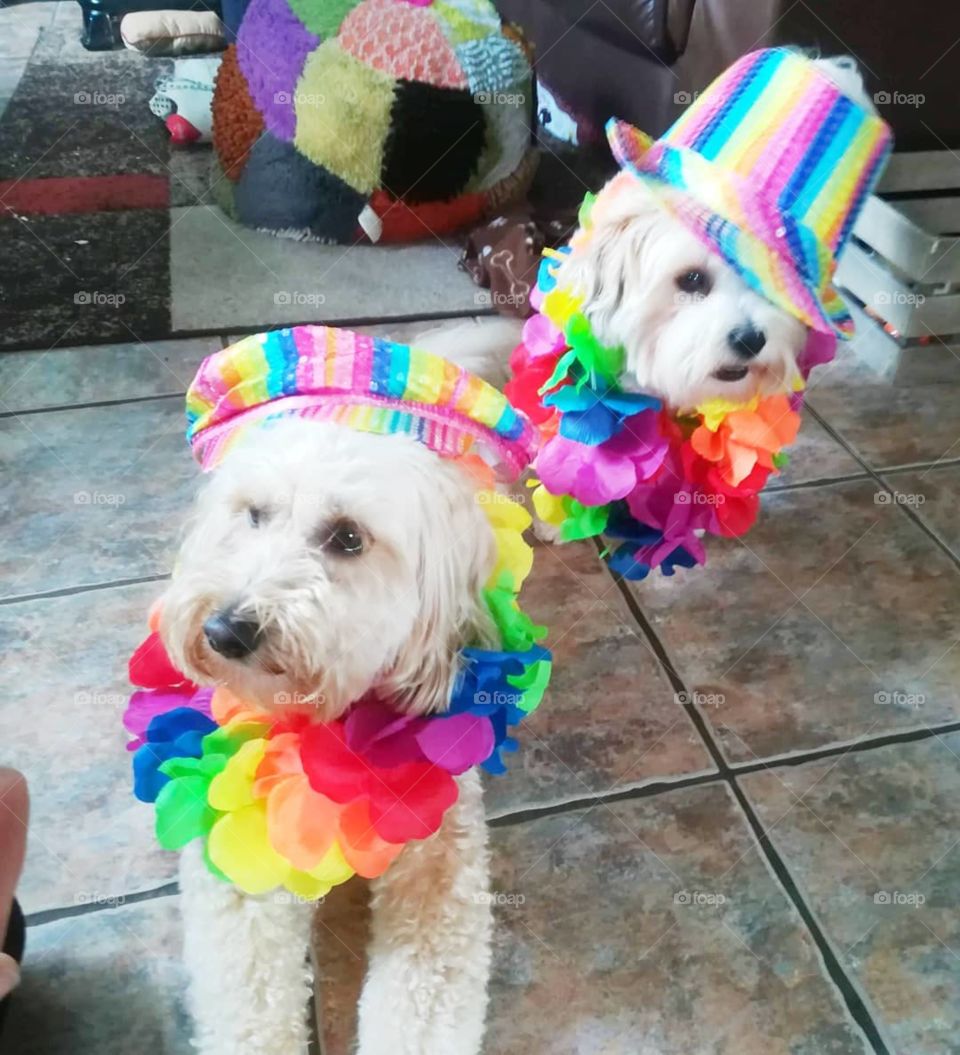 Our two dogs dressed for last year's pride. #loveislove. #loveisforeveryone. #marriageisforeveryone.