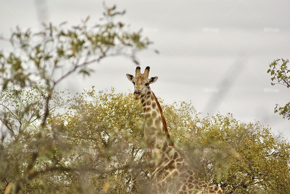 A giraffe peeking through the tops of the trees 
