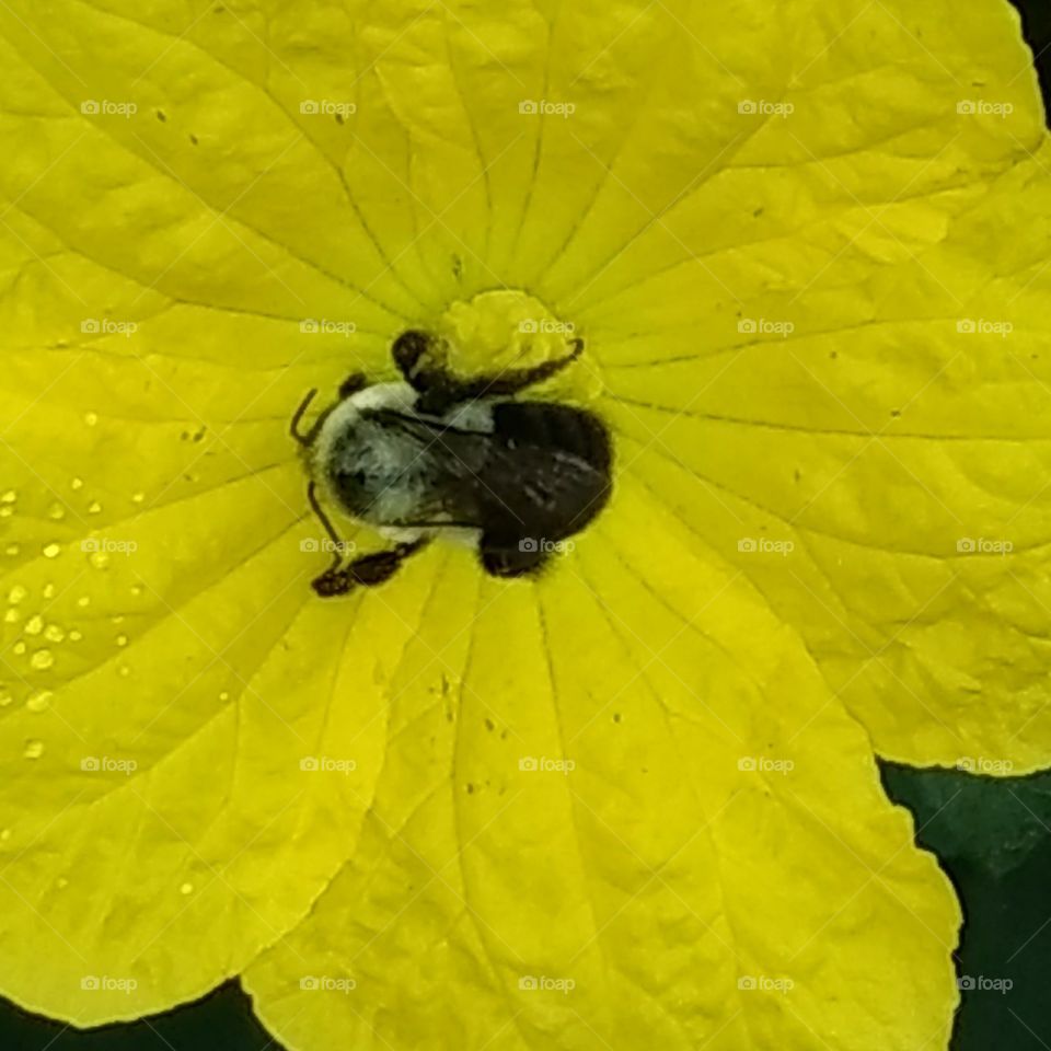 Bumblebee on a Luffa blossom